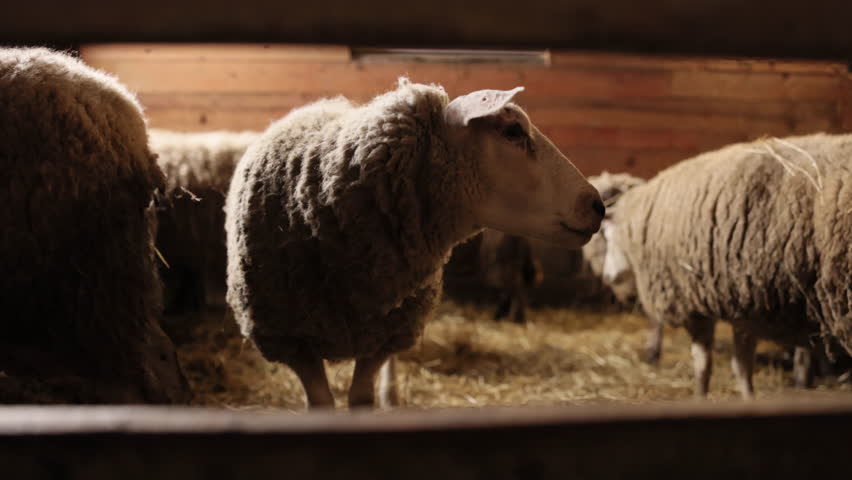 Sheep barn, Rustic scene, Quiet barn. Sheep standing inside warm wooden barn, with several other sheep in background, rustic feel, representing simple, quiet life farm animals