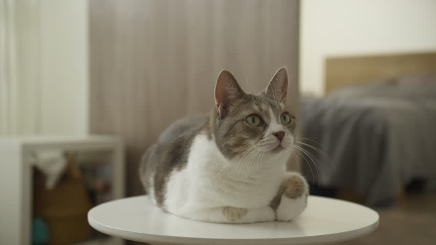 Attentive Cat Relaxing on White Table Indoors