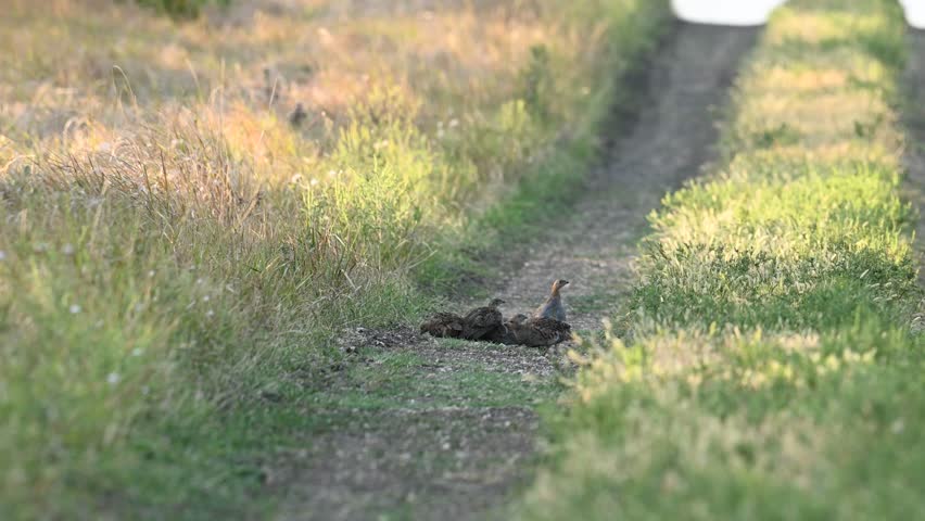 Group of partridges. Grey partridge Perdix perdix. In the wild, birds jump on a country road. Slow motion.