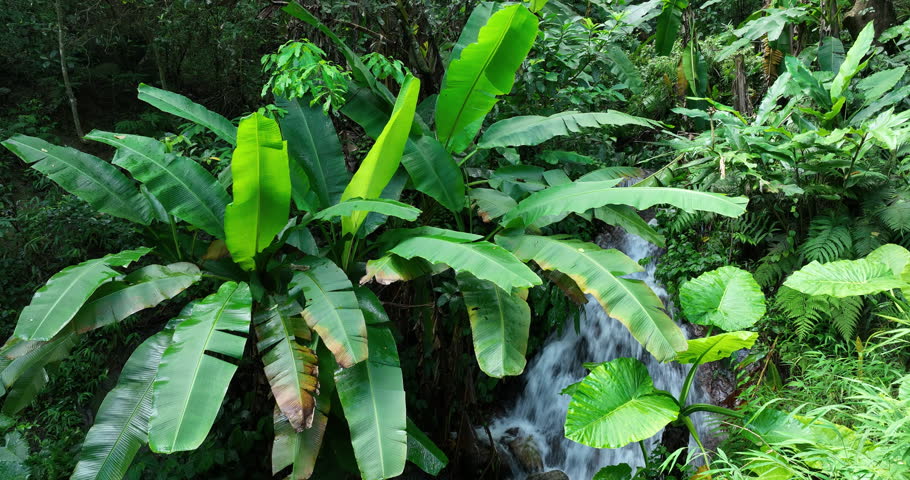 Aerial footage of beautiful tropical forest mountain landscape in summer
