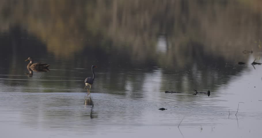 Tri Colored Heron walking out into shallow water with female mallard duck and trees reflection in Florida Myakka River State Park