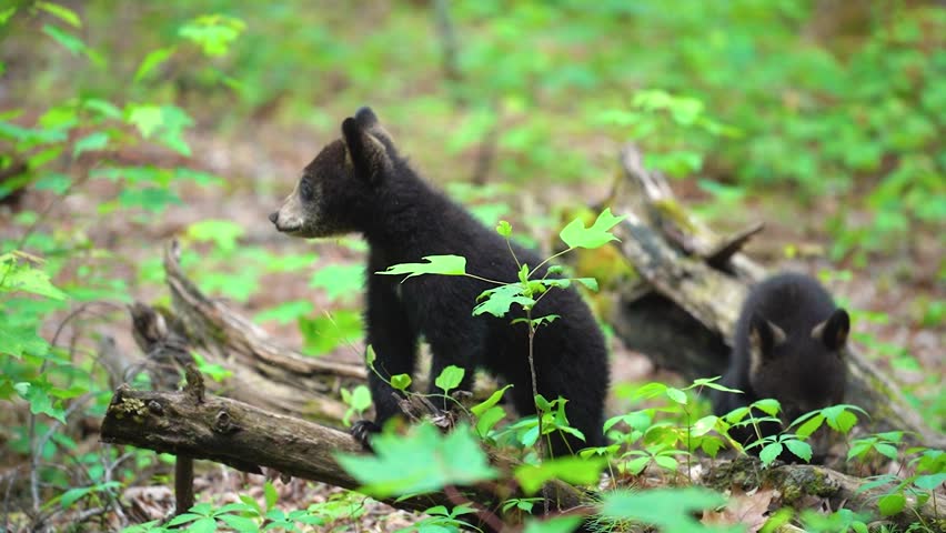 Black bear cubs playing standing up in the forest under their mother