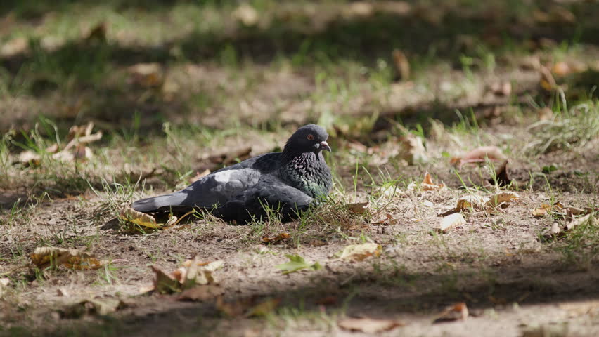 a dove sitting on the grass, looking around