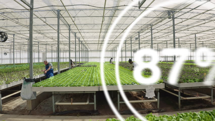VFX added effects over busy group of farmers in modern bio agricultural greenhouse used for growing eco vegetables. Regenerative agriculture using pesticide free soil fertilizer, AR visualization