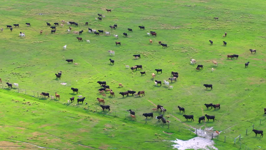 Cattle grazing on farmland pasture. Production of organic dairy products. Milk cows feeding on green farm grassland