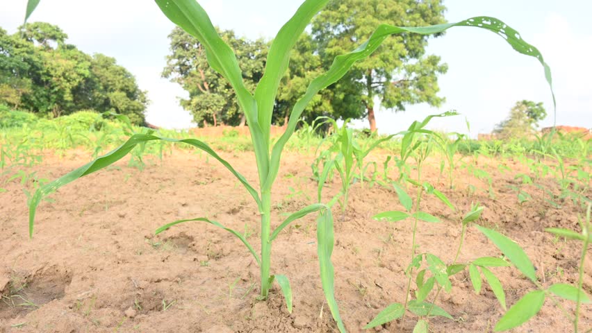 Corn Maize Agriculture Nature Field. Green corn field , agricultural crop.  corn plantation. 
Maize also known as corn. Corns Field Rural Farm. Green Corns Maize Plants.