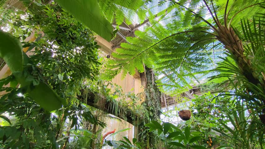 Footage inside of a greenhouse with tall lush green trees and plants and windows with natural light shining in at Atlanta Botanical Garden in Atlanta Georgia USA