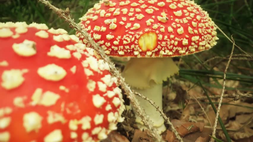 
Amanita, Mushroom, Toxic, Poison, Fungi, Nature, Forest, Wild, Dangerous, Biology, Ecology, Spores, Mycology, Plant, Wilderness, Habitat, Toxicology, Edible, Non-edible, Green, Brown, Cap, Gills, 