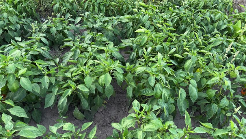 Rows of plants of bell pepper with flowers and unripe green fruits on a field in overcast morning, top view against the soil when panning
