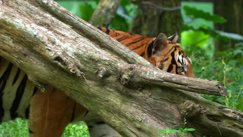 Wild Malayan tiger (Panthera tigris tigris) with beautiful orange fur and black stripes, walking around and wondering the surroundings, close up shot of a critically endangered apex predator.