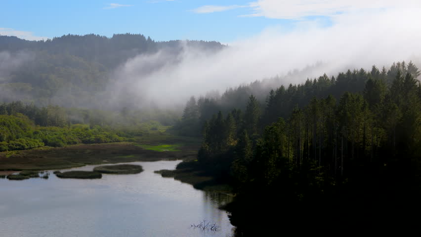 Cinematic aerial white thick fog above beautiful lush green forest at lagoon, clouds at sunrise. Amazing nature landscape with blue sky 4K, stunning Oregon coastline, fogladen bay, peaceful, misty day