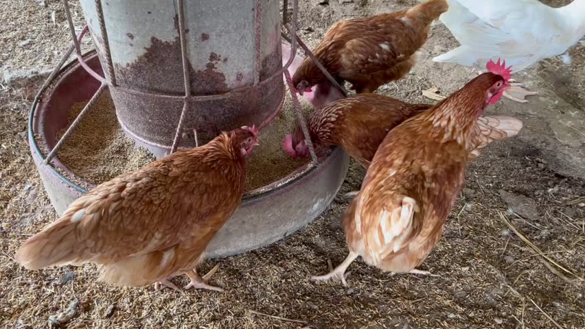 chicken eat feed and grain at the rural farm, red laying hens near the nest with eggs in the chicken coop, brown chicken or hen lay eggs are pecking to eat rice grains on the floor