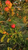 Ripe apples on the tree. red apples on a branch. apple orchard in autumn. apple harvest - Powered by Shutterstock - Get 15% off with code: PIKWIZARD15