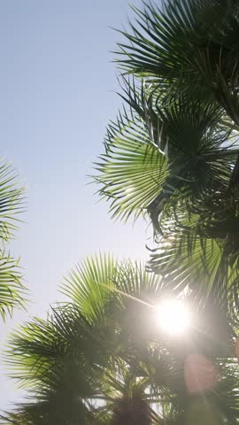 Vertical video of palm trees swaying under a clear blue sky on a sunny day. The green leaves and bright sky create a relaxing and tropical feeling, perfect for summer, vacation, or nature scenes. 
