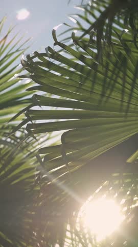 Vertical video of palm trees swaying under a clear blue sky on a sunny day.