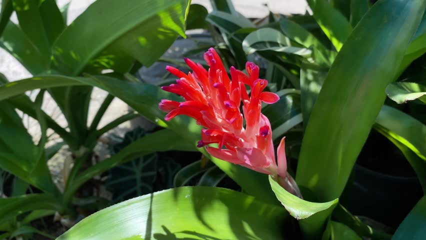 Red flowers of Urn Plant named Aechmea fasciata, growth in botanical garden.