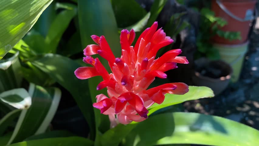 Red flowers of Urn Plant named Aechmea fasciata, growth in botanical garden.