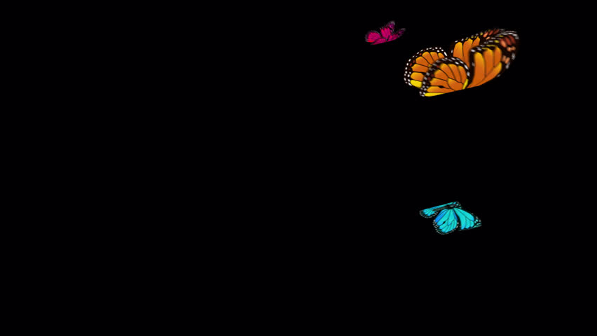 Animated butterfly isolated on black background