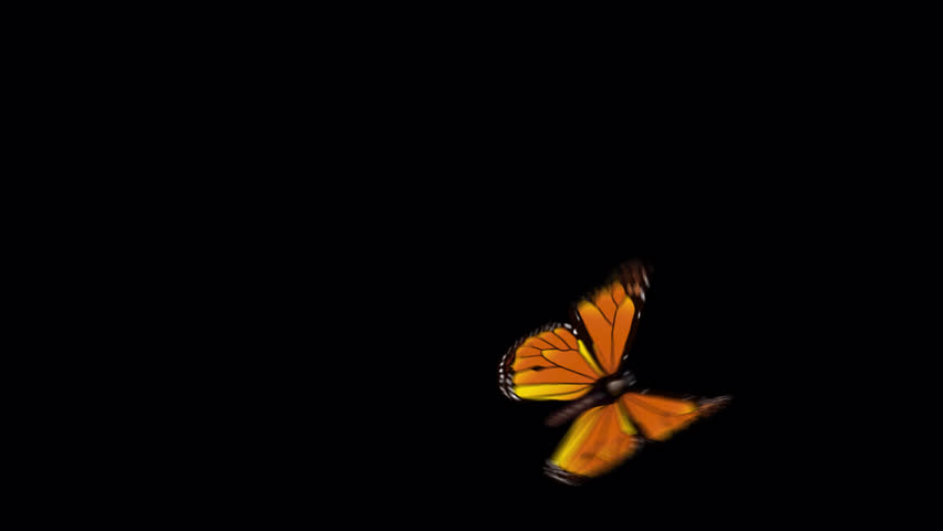 Animated butterfly isolated on black background