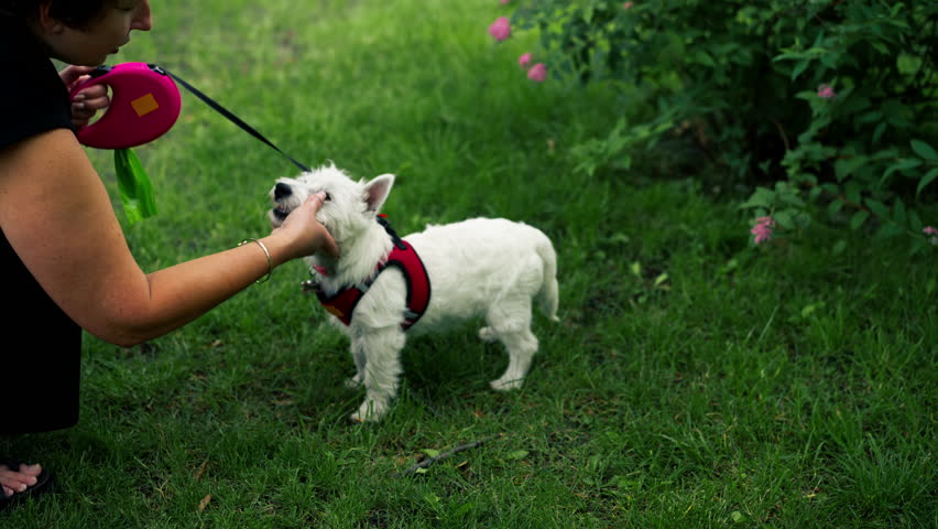 close up in the summer in the park on walk dark-haired owner sitting on the lawn playing with a West Highland Terrier and favorite pets