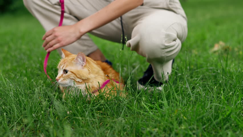 close-up in the summer in the park on a green meadow, a blue carrier is walking, a red fluffy cat is walking getting to know nature scared cat the owner is trying to try walking nearby