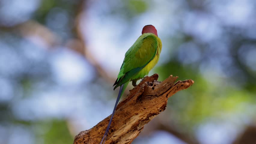 Long-Tailed Parakee perched on the tree branch.