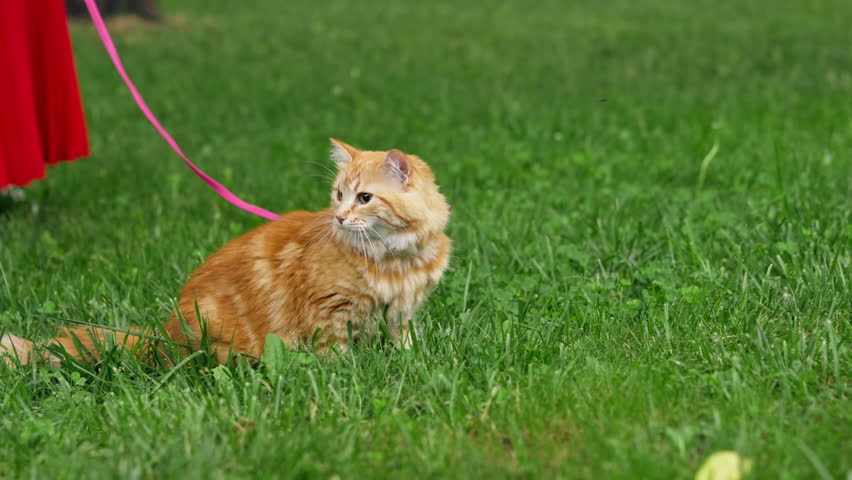 close-up in the summer in a park on green meadow, a red fluffy cat sits on a pink leash near a soft blue carrier, getting to know nature, a scared cat