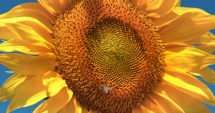 Bee on beautiful yellow sunflower. Cinema 4K 60fps close-up shot video