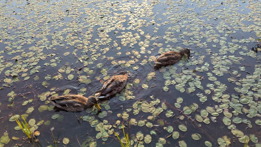 Group of black ducks eating in the middle of aquatic plants of the Saint-Charles Lake at the Marais du Nord (Quebec city, Quebec, Canada)