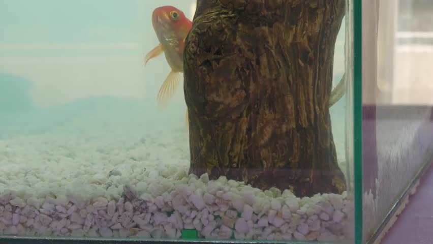 Veiltail Goldfish (Carassius auratus) in fish tank. Orange fish swimming in fish tank. Aquatic fauna.	