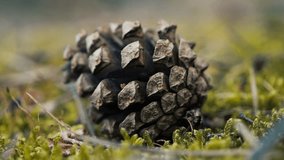 A detailed look at a pine cone lying on vibrant forest moss. Closeup view of a pine cone resting on the forest floor during autumn. - Powered by Shutterstock - Get 15% off with code: PIKWIZARD15