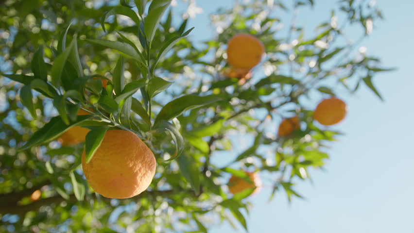 The Orange Fruit Of Calabria In Italy