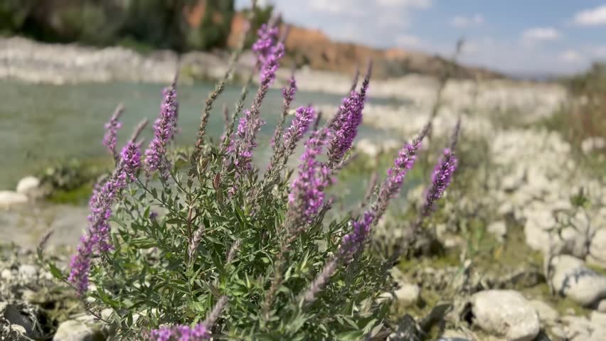 wild purple flowers blooming by a rocky riverbank in natural landscape