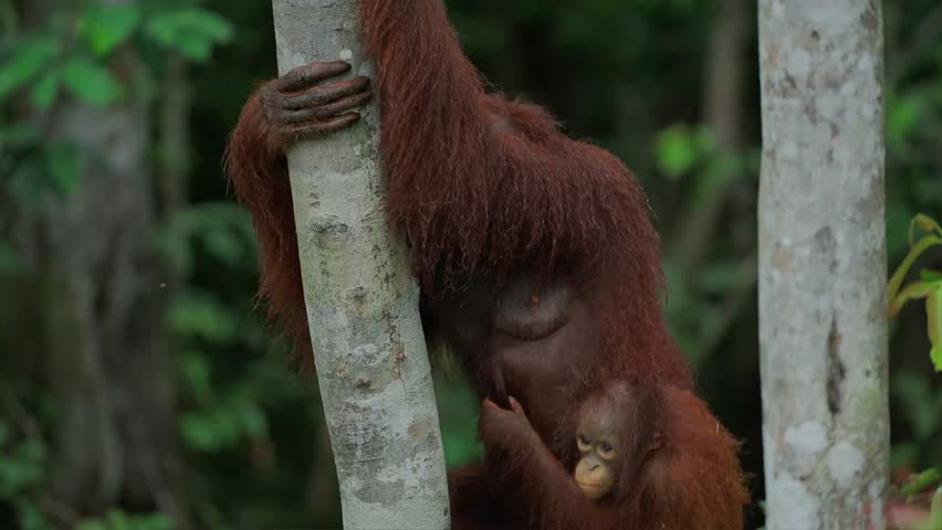 Orangutan With Baby Hanging, Tree, Trunk