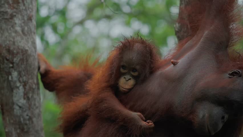 Orangutan With Baby Hanging, Tree, Trunk