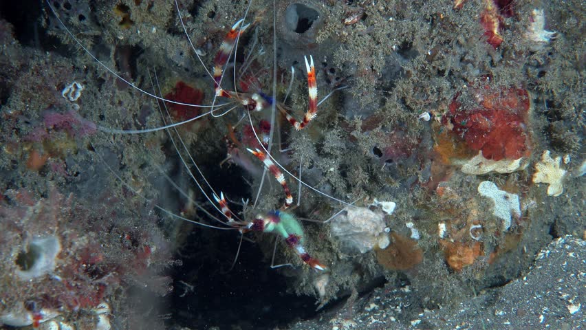 Two striped shrimp walk along an overgrown rock lying on the bottom of a tropical sea. Banded boxer shrimp (Stenopus hispidus) 6 cm ID: red and white bands on the body and claw arms.