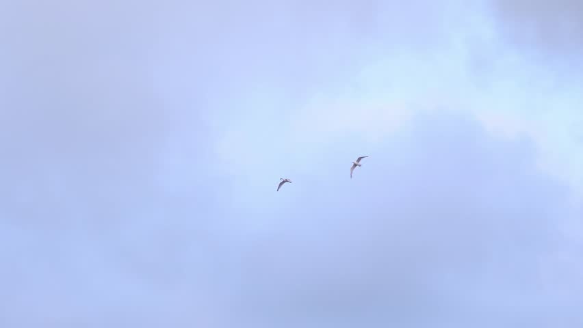 Two seagulls flying in the sky with clouds in the background