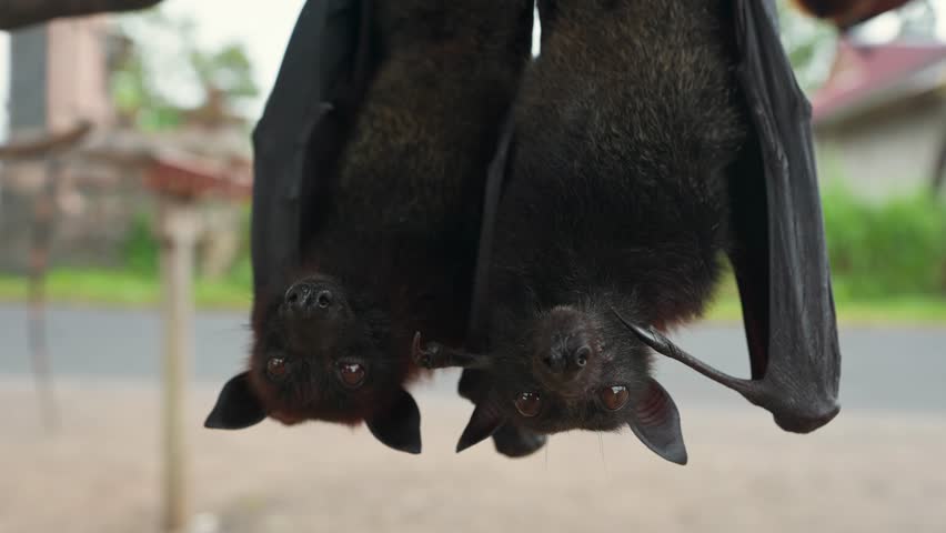 Flying Foxes, Bat or Fruit Bats Bali unique mammal with face dog and wings bat living in tropical rainforest jungle 4K