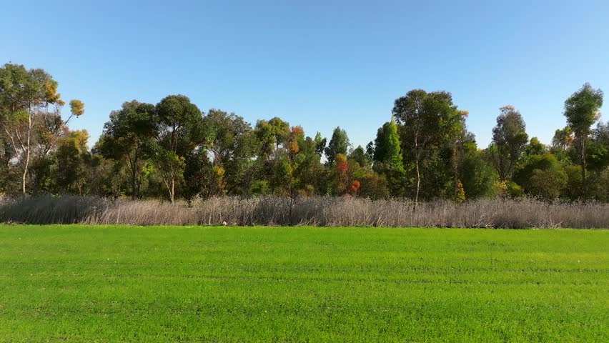 Tree line and Green landscape on a beautiful clear day