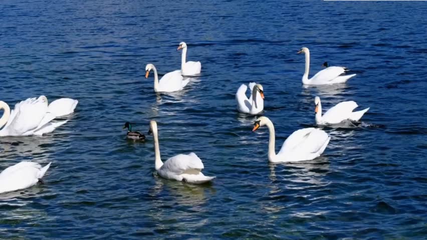 Flight above epic large flock of pelicans birds flying over blue lake in natural environment