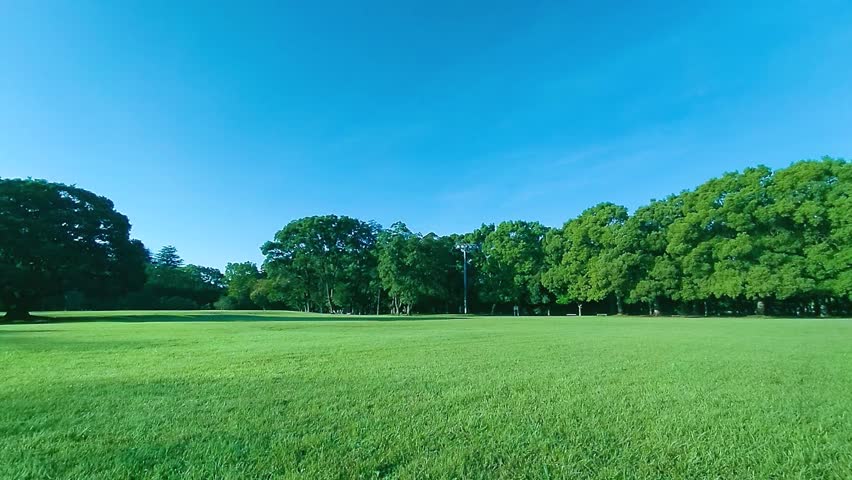 Green Trees in the park