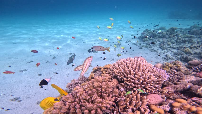 Underwater landscape, coral reef with many tropical fish of different species against the backdrop of blue water in the Red Sea