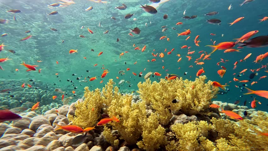Underwater landscape, coral reef with many tropical fish of different species against the backdrop of blue water in the Red Sea