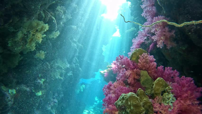 Underwater landscape, coral reef with many tropical fish of different species against the backdrop of blue water in the Red Sea