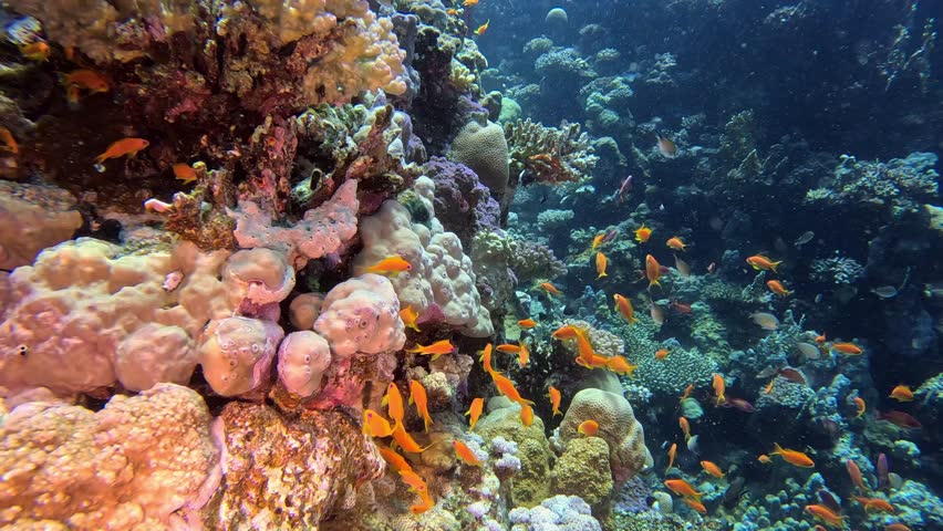 Underwater landscape, coral reef with many tropical fish of different species against the backdrop of blue water in the Red Sea