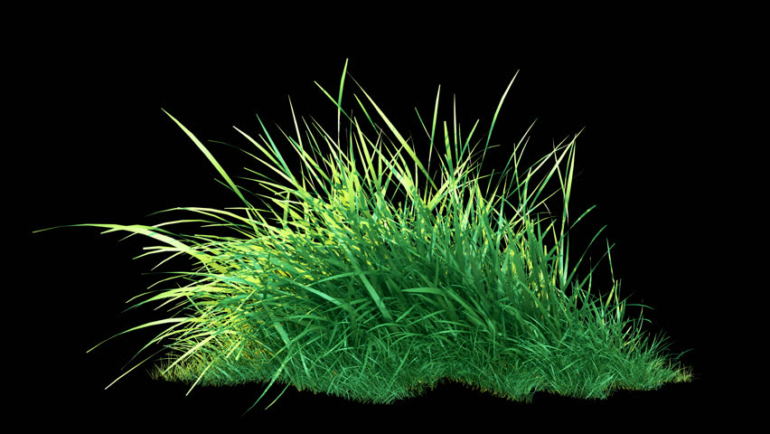 Grass Wind Noise Slow Loop on Alpha Channel. 3D rendering. Element footage place on footage or background and easier to adjust colour.
