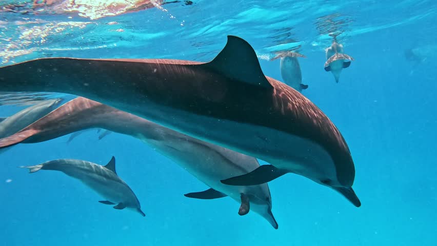 Dolphins swimming and playing in the open sea , Red Sea , Egypt