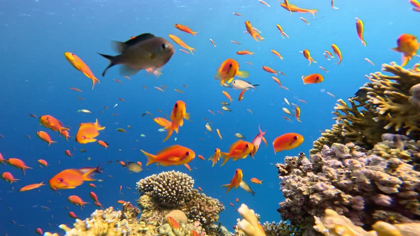 Underwater landscape, coral reef with many tropical fish of different species against the backdrop of blue water in the Red Sea