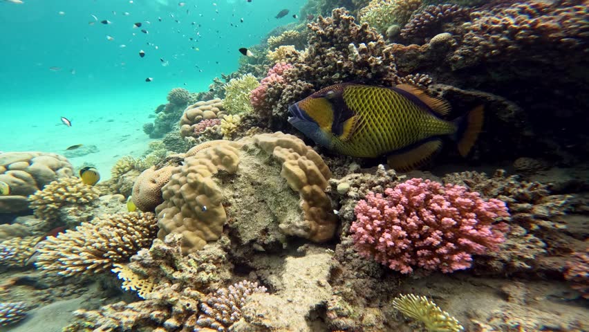 Underwater landscape, coral reef with titan trigger fish and many tropical fish of different species against the backdrop of blue water in the Red Sea