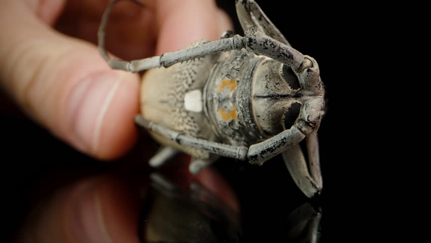 Close-Up Of A Longhorn Beetle, Detailed View Of Its Underbelly And Legs, Highlighting Intricate Patterns And Textures.